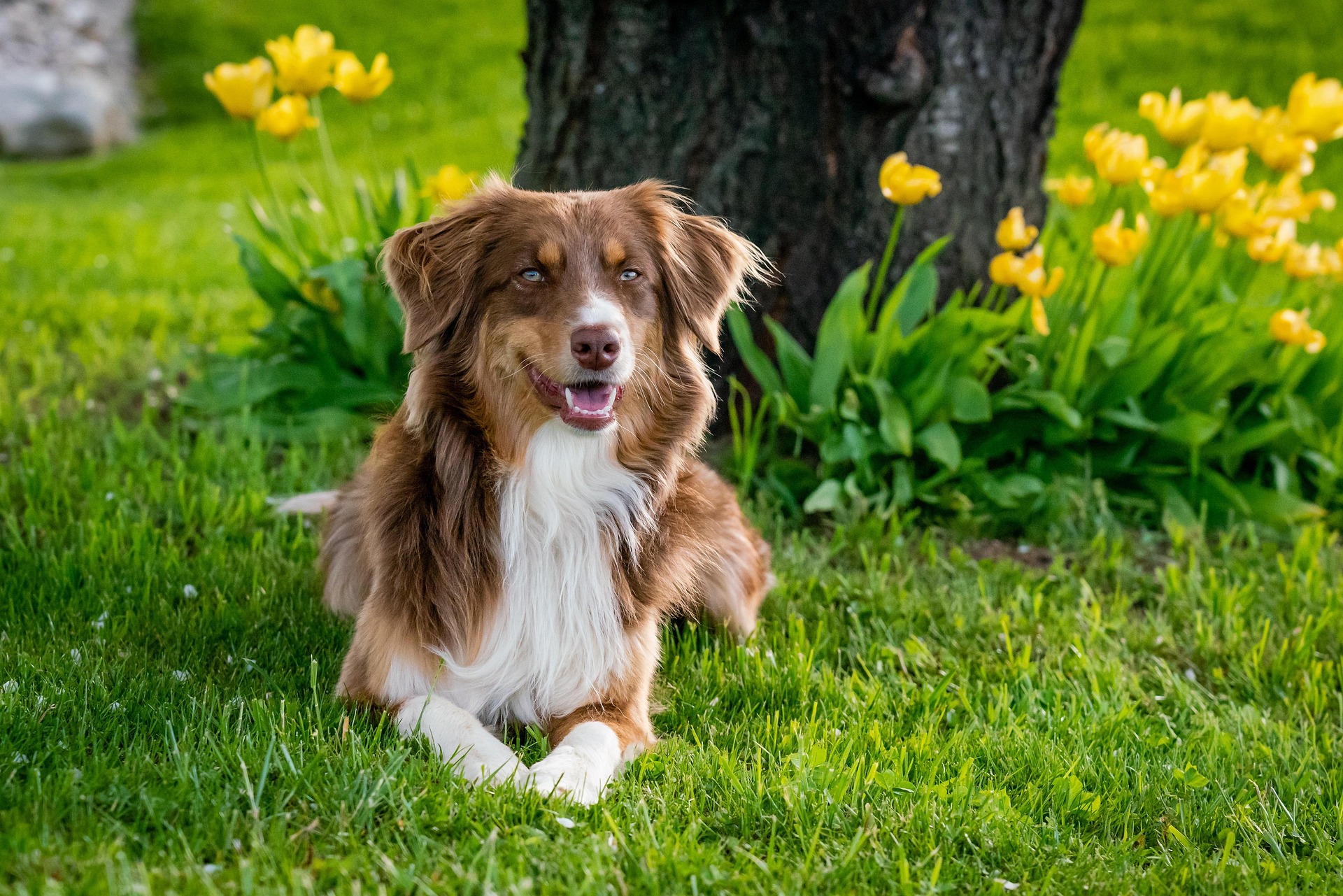 Playful puppy outdoors