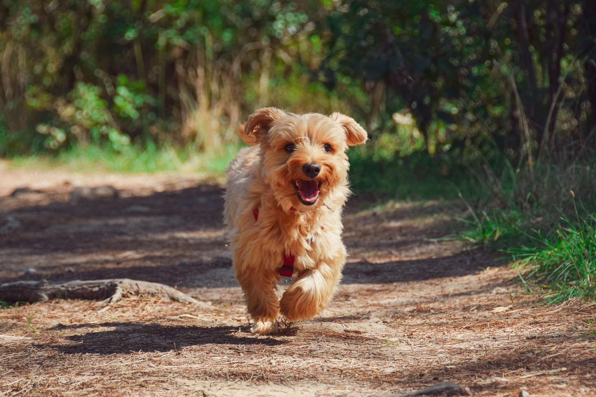 Happy puppy running