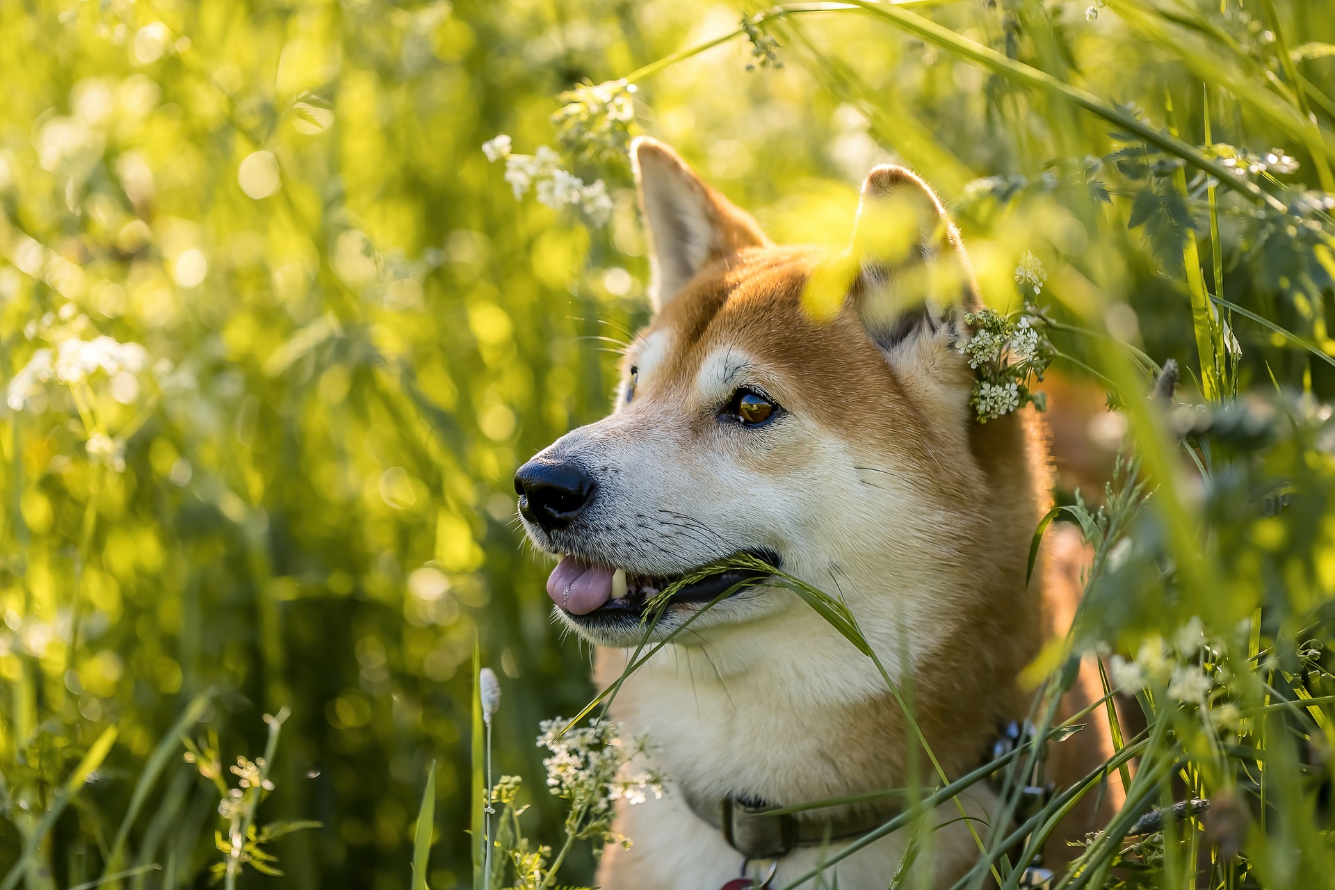 Puppy in flowers